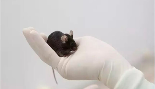 EurochinaBridge Prueban con éxito en ratones una vacuna de ARNm para la inmunoterapia contra el cáncer